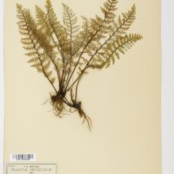 Notholaena schaffneri