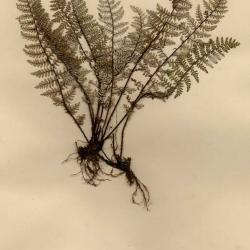 Notholaena schaffneri