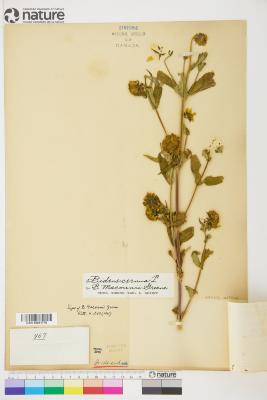 Bidens cernua