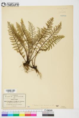 Notholaena schaffneri