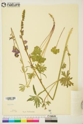 Sidalcea sparsifolia