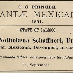 Notholaena schaffneri