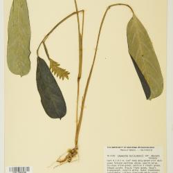 Ctenanthe burle-marxii