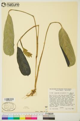 Ctenanthe burle-marxii