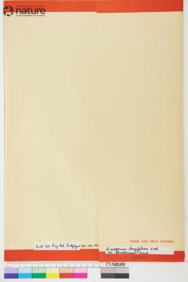 Eriogonum longifolium