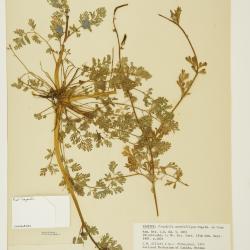 Corydalis curvisiliqua