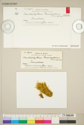 Sematophyllum tenuicarpum