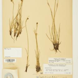 Sisyrinchium septentrionale