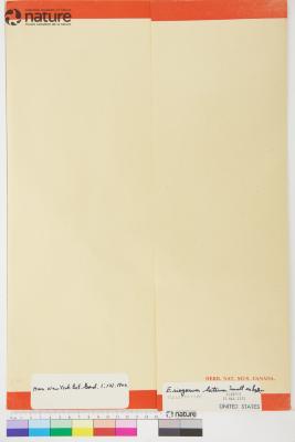 Eriogonum umbellatum