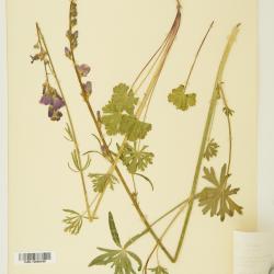 Sidalcea sparsifolia