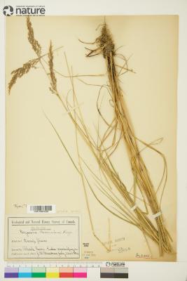 Calamagrostis canadensis