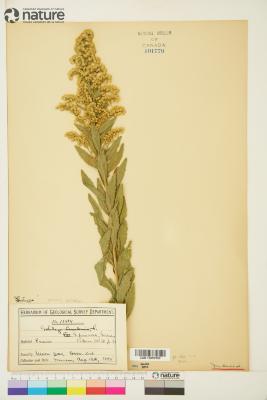Solidago altissima