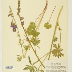 Sidalcea sparsifolia