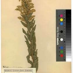Solidago altissima