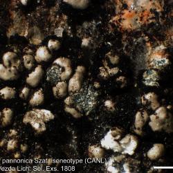 Lecanora pannonica