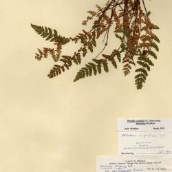 Physematium scopulinum