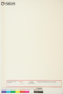 Sisyrinchium septentrionale