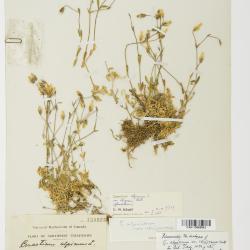 Cerastium alpinum