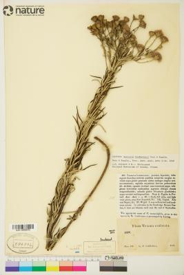 Vernonia lindheimeri