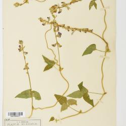 Minkelersia M.Martens & Galeotti