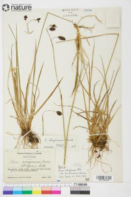 Carex atrofusca