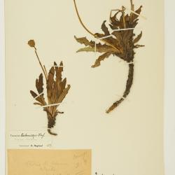 Taraxacum F.H.Wigg.