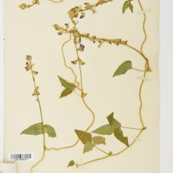 Minkelersia M.Martens & Galeotti