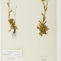 Erigeron alpiniformis