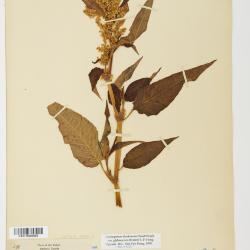 Koenigia lapathifolia