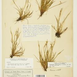 Sisyrinchium septentrionale