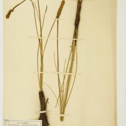 Schoenocaulon A.Gray