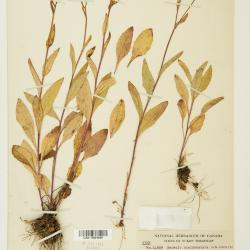 Senecio sheldonensis