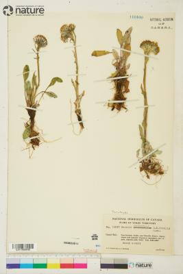 Tephroseris yukonensis