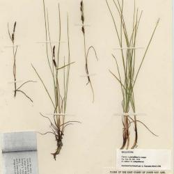 Carex persalina