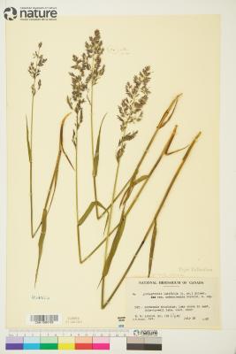 Arctagrostis latifolia