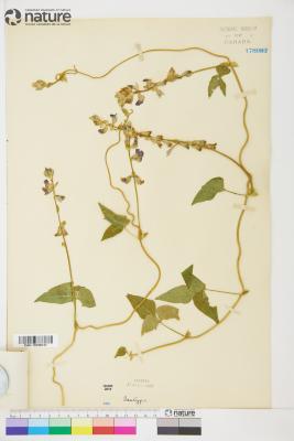 Minkelersia M.Martens & Galeotti