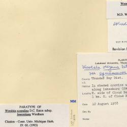 Physematium scopulinum