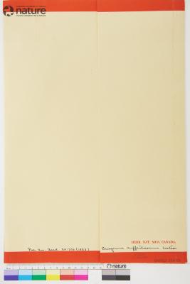 Eriogonum suffruticosum