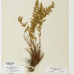 Physematium scopulinum