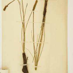 Schoenocaulon A.Gray