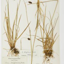 Carex atrofusca