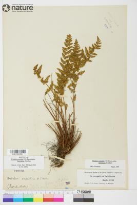 Physematium scopulinum