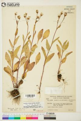 Senecio sheldonensis