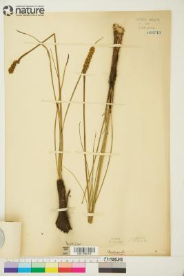 Schoenocaulon A.Gray