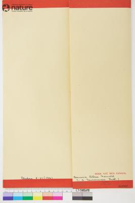 Sabulina dawsonensis