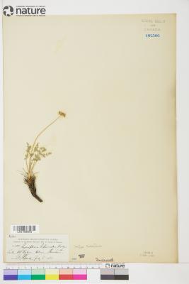 Pseudocymopterus nivalis