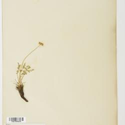 Pseudocymopterus nivalis