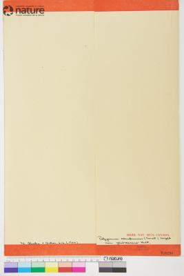 Koenigia lapathifolia