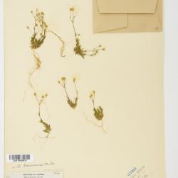 Sabulina dawsonensis