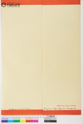 Erigeron alpiniformis